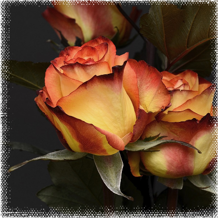 Agenzia Amato S.R.L. fiori e addobbi funerari